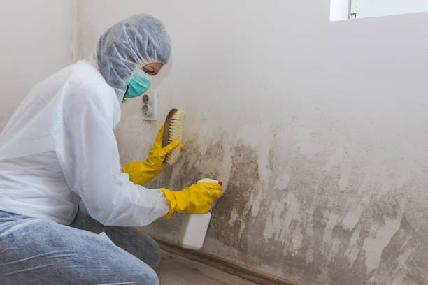 Best Mold Removal for HVAC Installations  in Kean University, NJ
