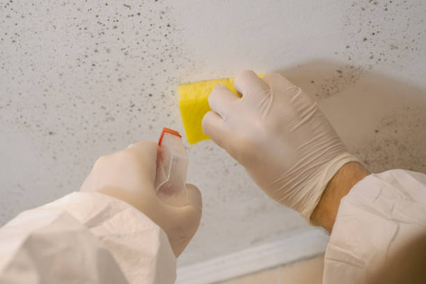 Best Basement Mold Removal  in Kean University, NJ