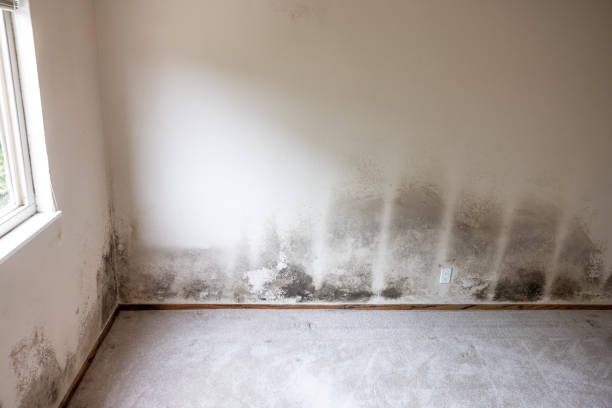 Mold Removal for HVAC Installations in Kean University, NJ